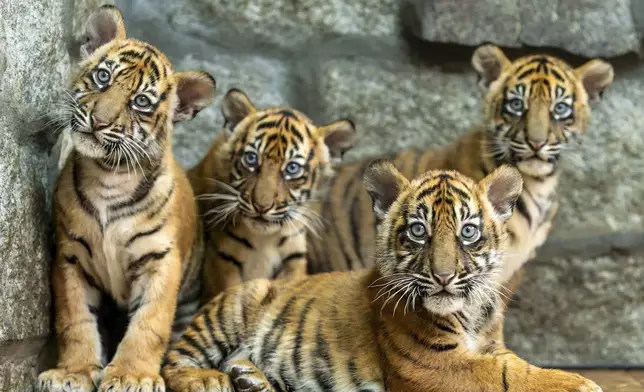 In this photo released by ZOO Wroclaw, Four Sumatran tiger cubs are seen at the Wroclaw zoo, which is celebrating the birth of the critically endangered predators, in Wrocław, Poland, Thursday Oct. 17, 2024. (ZOO Wrocław via AP)