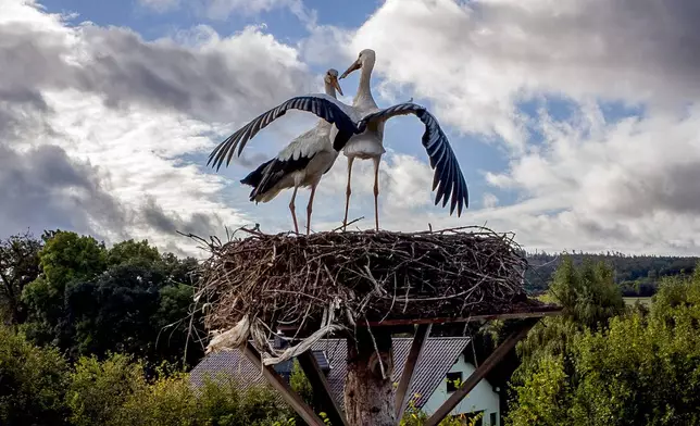 Two storks stand in their nest in Wehrheim near Frankfurt, Germany, Tuesday, Oct. 1, 2024. (AP Photo/Michael Probst)