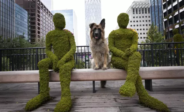 Jengo the dog sits with part of an installation called Eden Dock in London's Canary Wharf financial district, in partnership with the Eden Project, with the aim to improve the well-being of people who live, work or visit the area, Wednesday, Oct. 2, 2024. (AP Photo/Kirsty Wigglesworth)