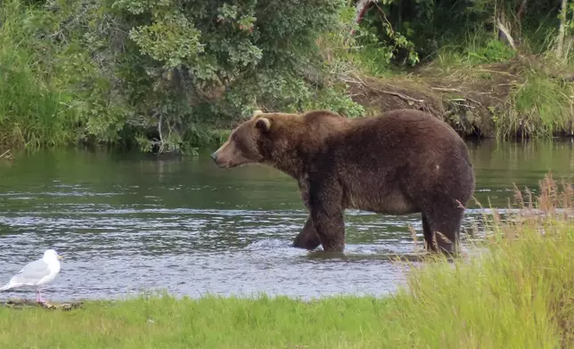 This image provided by the National Park Service shows bear 164 at Katmai National Park in Alaska on Aug. 31, 2024. (T. Carmack/National Park Service via AP)