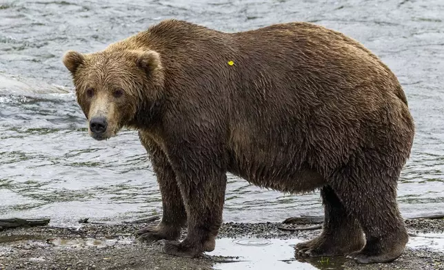 This image provided by the National Park Service shows bear 903 at Katmai National Park in Alaska on Sept. 8, 2024. (C. Cravatta/National Park Service via AP)