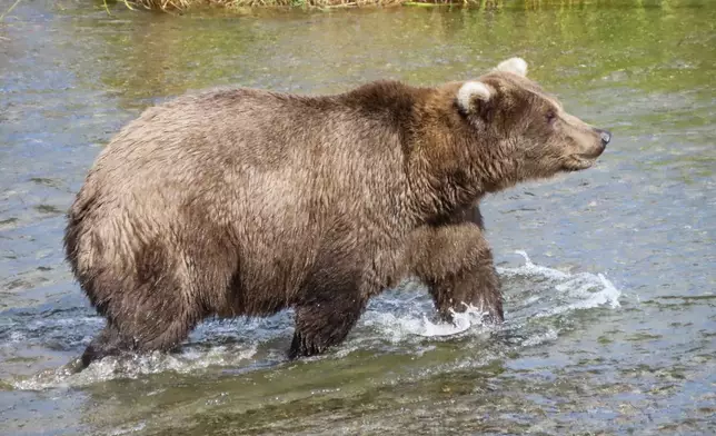 This image provided by the National Park Service shows bear 909 at Katmai National Park in Alaska on Sept. 19, 2024. (T. Carmack/National Park Service via AP)