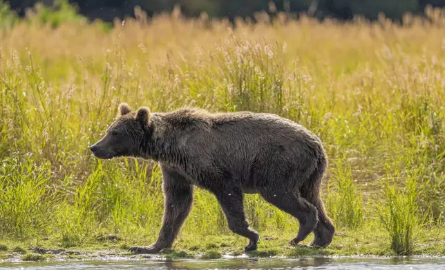 This image provided by the National Park Service shows bear 519 at Katmai National Park in Alaska on Sept. 12, 2024. (F. Jimenez/National Park Service via AP)