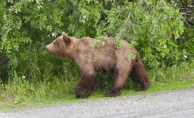 This image provided by the National Park Service shows bear 519 at Katmai National Park in Alaska on June 29, 2024. (T. Carmack/National Park Service via AP)