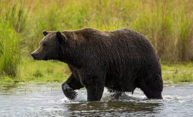 This image provided by the National Park Service shows 151 Walker at Katmai National Park in Alaska on Sept. 12, 2024. (F. Jimenez/National Park Service via AP)