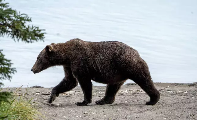 This image provided by the National Park Service shows bear 504 at Katmai National Park in Alaska on Sept. 16, 2024. (F. Jimenez/National Park Service via AP)