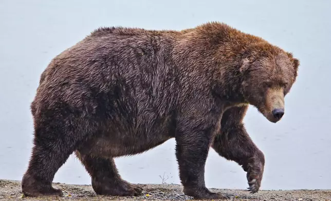 This image provided by the National Park Service shows bear 747 at Katmai National Park in Alaska on Sept. 26, 2024. (E. Johnston/National Park Service via AP)