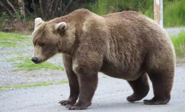 This image provided by the National Park Service shows bear 901 at Katmai National Park in Alaska on Sept. 13, 2024. (T. Carmack/National Park Service via AP)