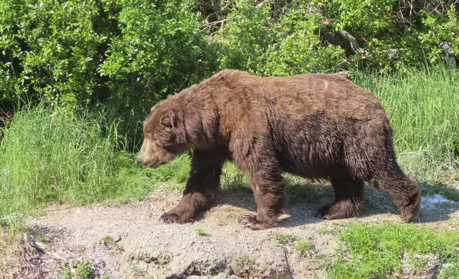 This image provided by the National Park Service shows bear 747 at Katmai National Park in Alaska on June 22, 2024. (T. Carmack/National Park Service via AP)