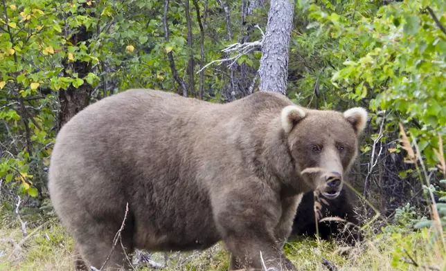 This image provided by the National Park Service shows bear 128 Grazer at Katmai National Park in Alaska on Sept. 12, 2024. (M. Carenza/National Park Service via AP)