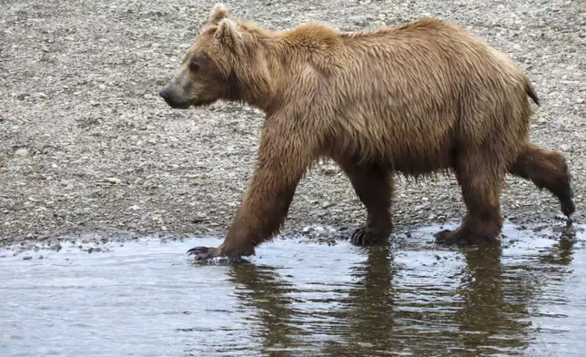 This image provided by the National Park Service shows bear 901 at Katmai National Park in Alaska on July 5, 2024. (T. Carmack/National Park Service via AP)