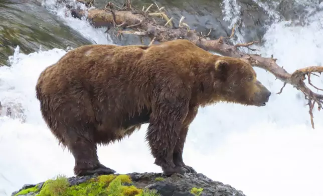 This image provided by the National Park Service shows bear 32 Chunk at Katmai National Park in Alaska on June 29, 2024. (T. Carmack/National Park Service via AP)