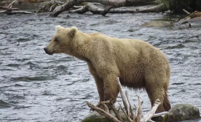 This image provided by the National Park Service shows bear bear 128 Grazer at Katmai National Park in Alaska on July 12, 2024. (T. Carmack/National Park Service via AP)