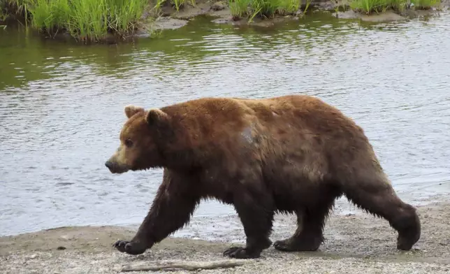 This image provided by the National Park Service shows bear 151 Walker at Katmai National Park in Alaska on July 5, 2024. (T. Carmack/National Park Service via AP)