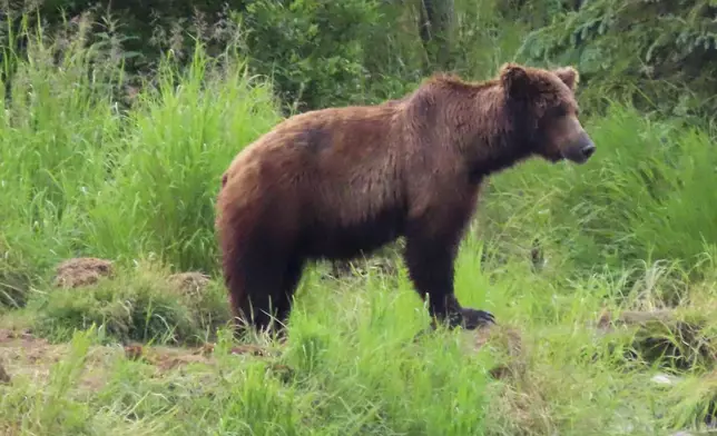 This image provided by the National Park Service shows bear 504 at Katmai National Park in Alaska on June 26, 2024. (T. Carmack/National Park Service via AP)