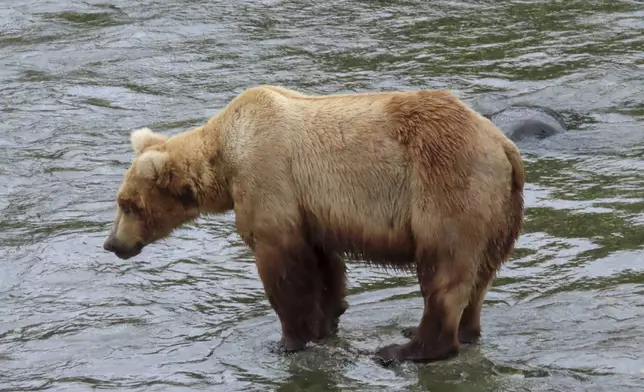 This image provided by the National Park Service shows bear 164 at Katmai National Park in Alaska on June 24, 2024. (T. Carmack/National Park Service via AP)