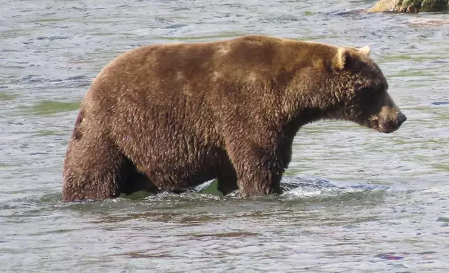 This image provided by the National Park Service shows bear 856 at Katmai National Park in Alaska on Sept. 19, 2024. (T. Carmack/National Park Service via AP)