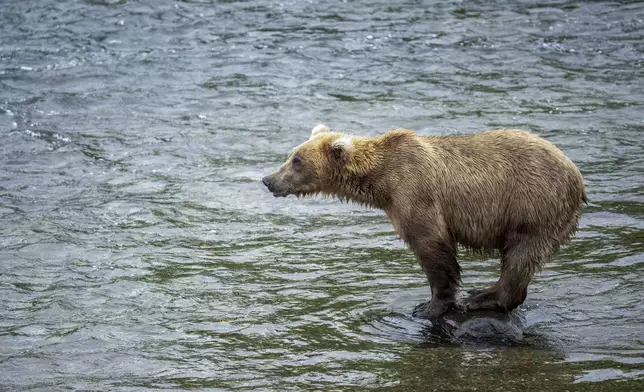 This image provided by the National Park Service shows bear 909 at Katmai National Park in Alaska on July 6, 2024. (K. Moore/National Park Service via AP)