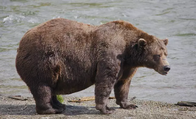 This image provided by the National Park Service shows bear 32 Chunk at Katmai National Park in Alaska on Sept. 19, 2024. (E. Johnston/National Park Service via AP)