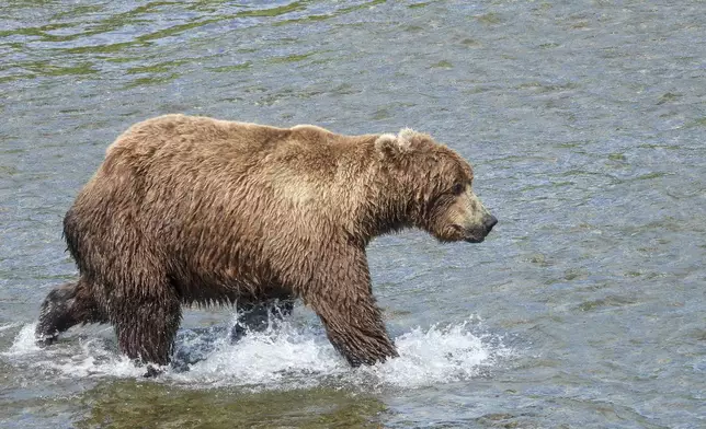 This image provided by the National Park Service shows bear 856 at Katmai National Park in Alaska on July 3, 2024. (T. Carmack/National Park Service via AP)