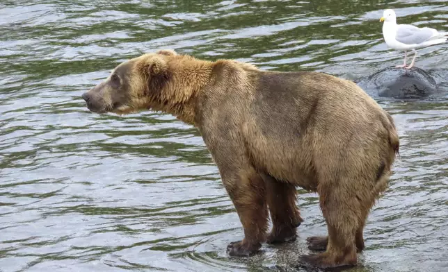 This image provided by the National Park Service shows bear 903 at Katmai National Park in Alaska on July 3, 2024. (T. Carmack/National Park Service via AP)