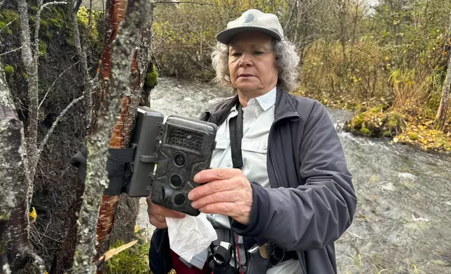 Donna Gail Shaw checks her trail camera on Sept. 26, 2024, near a populated neighborhood of Anchorage, Alaska. (AP Photo/Mark Thiessen)