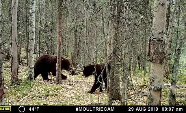 This image made from video provided by Donna Gail Shaw shows a view from a trail camera of a brown bear and a black bear on Aug. 29, 2019, in Anchorage, Alaska. (Donna Gail Shaw via AP)