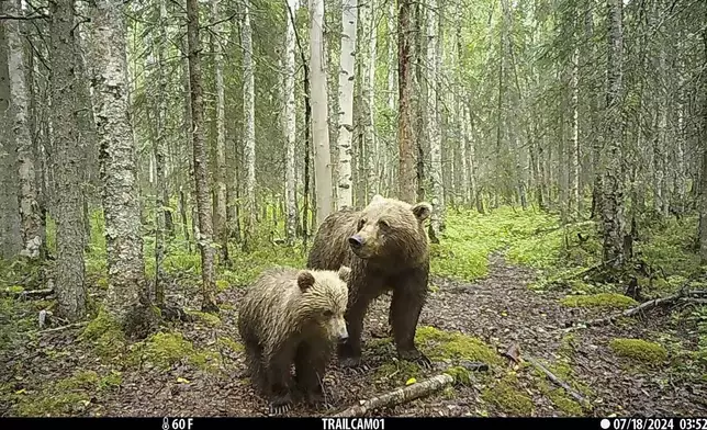 This image made from video provided by Donna Gail Shaw shows a view from a trail camera of a brown bear and cub on July 18, 2024, in Anchorage, Alaska. (Donna Gail Shaw via AP)