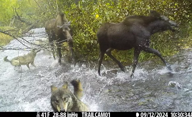 This image made from video provided by Donna Gail Shaw shows a view from a trail camera of wolves attacking moose on Sept. 12, 2024, in Anchorage, Alaska. (Donna Gail Shaw via AP)