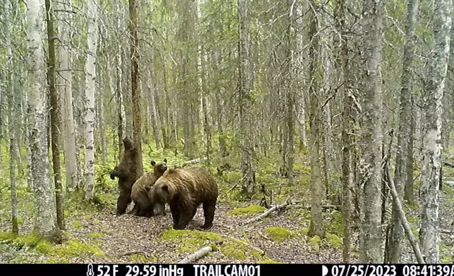 This image made from video provided by Donna Gail Shaw shows a view from a trail camera of a brown bear and cubs on July 25, 2023, in Anchorage, Alaska. (Donna Gail Shaw via AP)