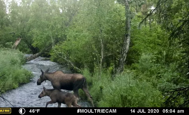 This image made from video provided by Donna Gail Shaw shows a view from a trail camera of a moose and calf on July 14, 2020, in Anchorage, Alaska. (Donna Gail Shaw via AP)