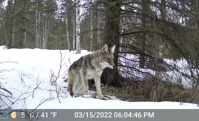 This image made from video provided by Donna Gail Shaw shows a view from a trail camera of a coyote on March 15, 2022, in Anchorage, Alaska. (Donna Gail Shaw via AP)