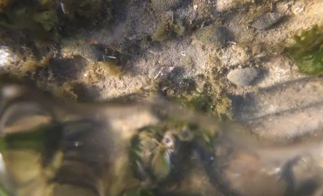 Snails and algae as seen in an artificial tide pool, part of artificial reefs designed to reduce risk from hurricanes after Superstorm Sandy on one of the eight, eco-friendly Living Breakwaters at the southernmost tip of New York City, off the coast of Staten Island, Wednesday, Oct. 9, 2024. (AP Photo/Cedar Attanasio)