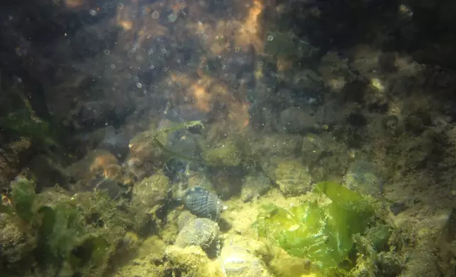 Snails and algae as seen in an artificial tide pool, part of artificial reefs designed to reduce risk from hurricanes after Superstorm Sandy on one of the eight, eco-friendly Living Breakwaters at the southernmost tip of New York City, off the coast of Staten Island, Wednesday, Oct. 9, 2024. (AP Photo/Cedar Attanasio)