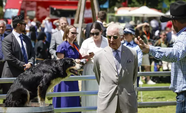 Britain's King Charles III, center, views a sheep dog as he attends the Premier's Community BBQ on Tuesday Oct. 22, 2024 in Sydney, Australia. (Brook Mitchell/Pool Photo via AP)