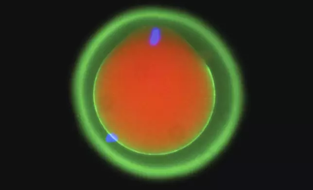 This microscope image provided by Osaka University and the Research Institute of Molecular Pathology in October 2024, shows the fertilization of a mouse egg marked in red and green. DNA is marked in blue, showing in the egg at the top and in a sperm cell at the bottom left. (Yonggang Lu/Osaka University/IMP via AP)