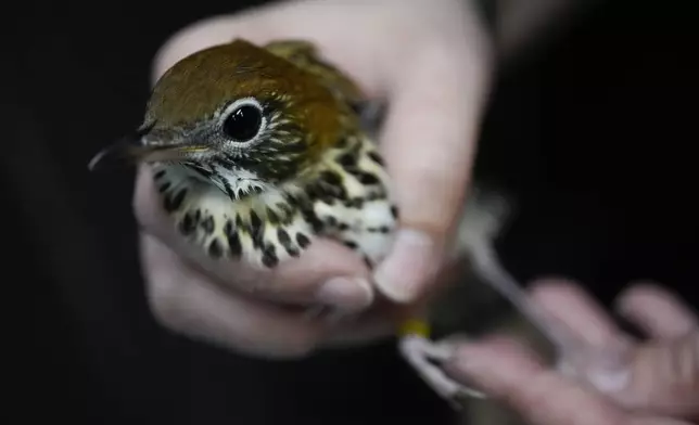 Wildlife Keeper Stephanie Scurtu examines a wood thrush, a kind of migrating songbird, to determine if it is healthy enough for release at the DuPage Wildlife Conservation Center, Friday, Oct. 4, 2024, in Glen Ellyn, Ill. (AP Photo/Erin Hooley)