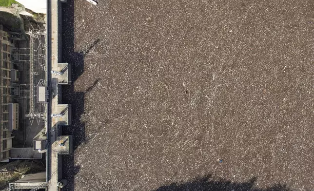 Aerial view of waste stuck at the dam on the Neretva river caused by landslides, torrential rain and flash floods in Grabovica, Bosnia, Sunday, Oct. 13, 2024. (AP Photo/Armin Durgut)