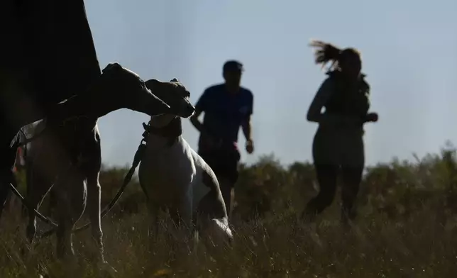 A woman waits with two dog as she watches runners compete in the parkrun event in Bushy Park, southwest London, Saturday, Sept. 28, 2024. (AP Photo/Alastair Grant)