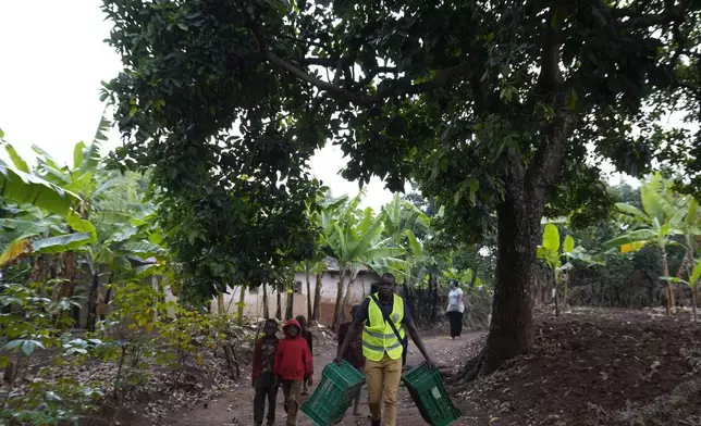 A man carries crates to pack avocados in Kayanza province, Burundi, Sept. 18, 2024. (AP Photo/Brian Inganga)