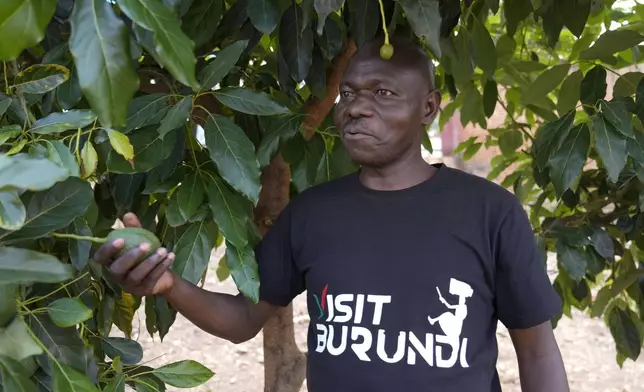 Ferdinand Habimana, vice-president of the administrative board for Green Gold Burundi, stands under an avocado tree in Kayanza province, Burundi, Sept. 18, 2024. (AP Photo/Brian Inganga)