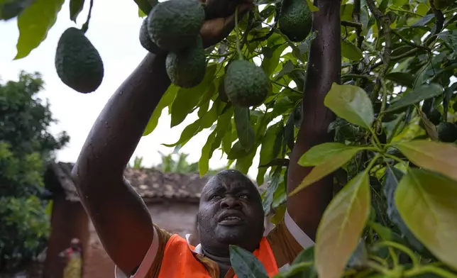 A farmer harvests avocados at a plantation in Kayanza province, Burundi, Sept. 18, 2024. (AP Photo/Brian Inganga)