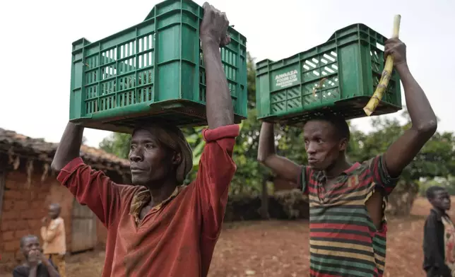 Farmers carry crates with avocados from a plantation in Ngozi, Burundi, Sept. 18, 2024. (AP Photo/Brian Inganga)