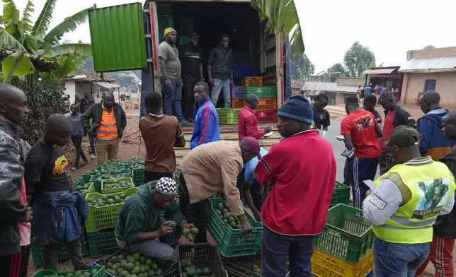 A truck is loaded with avocados in Kayanza province, Burundi, Sept. 18, 2024. (AP Photo/Brian Inganga)