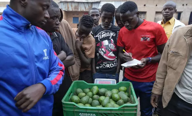 Farmers and workers measure the weight on a scale of a crate full of avocados in Kayanza province, Burundi, Sept. 18, 2024. (AP Photo/Brian Inganga)