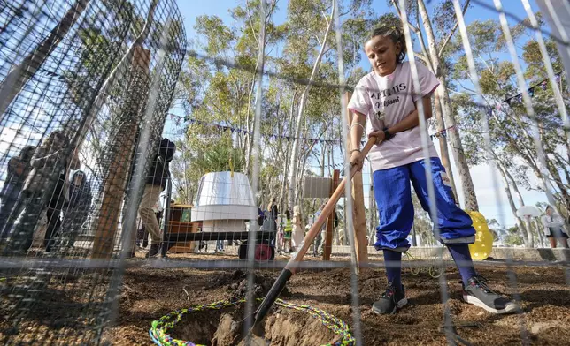 Student Emily Aguesse, 11, helps to clear a hole to plant a small Giant Sequoia tree from NASA's Artemis I Mission's tree seeds that traveled around the moon twice is delivered at the Santiago STEAM Magnet Elementary School grounds, after it was honored in the spring of 2024 to become NASA Moon Tree Stewards in Lake Forest, Calif., on Monday, Oct. 14, 2024. (AP Photo/Damian Dovarganes)