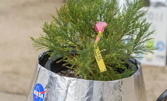 A small Giant Sequoia tree from NASA's Artemis I Mission's tree seeds that traveled around the moon twice is delivered at the Santiago STEAM Magnet Elementary School grounds, after it was honored in the spring of 2024 to become NASA Moon Tree Stewards in Lake Forest, Calif., on Monday, Oct. 14, 2024. (AP Photo/Damian Dovarganes)