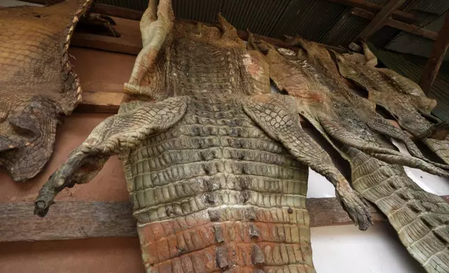 Crocodile skins hang at a crocodile farmer's house in Siem Reap province, Cambodia, on Aug. 2, 2024. (AP Photo/Heng Sinith)