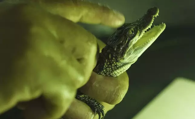 A zoo member holds a crocodile baby at a hatchling nursery at Phnom Tamao Zoo in Takeo province, Cambodia, on Aug. 7, 2024. (AP Photo/Heng Sinith)