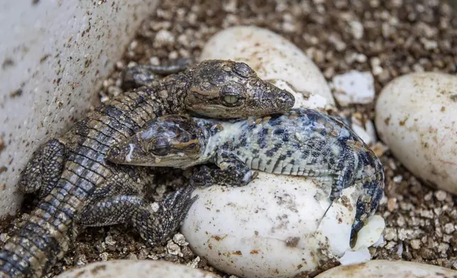 A pair of pure-bred Siamese crocodile hatchlings rest after breaking free from their shells in a conservation breeding center in Phnom Tamao, Cambodia's Takeo Province, on July 12, 2024. (AP Photo/Anton L. Delgado)